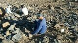 Unidentified Lichid Trilobite From Jorf - Very Rare #48638-4